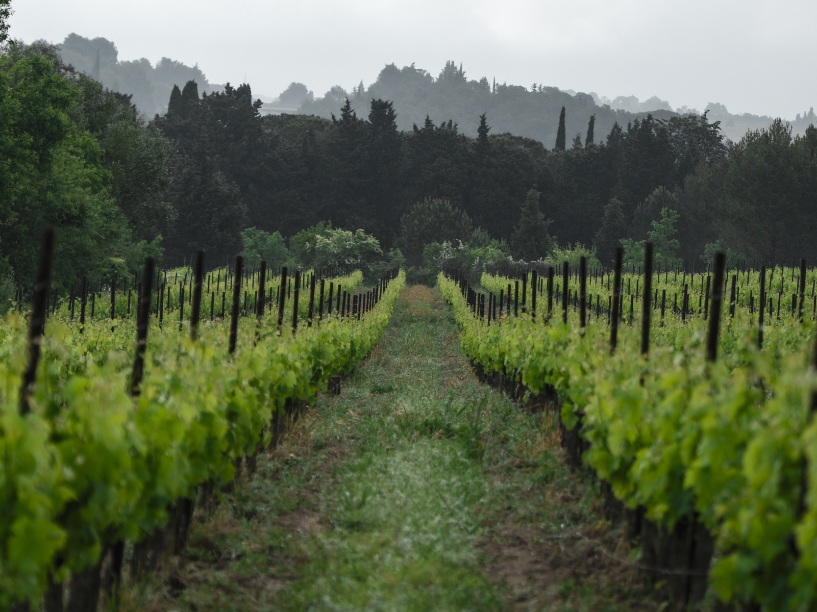Vignes du terroir de la Malepere