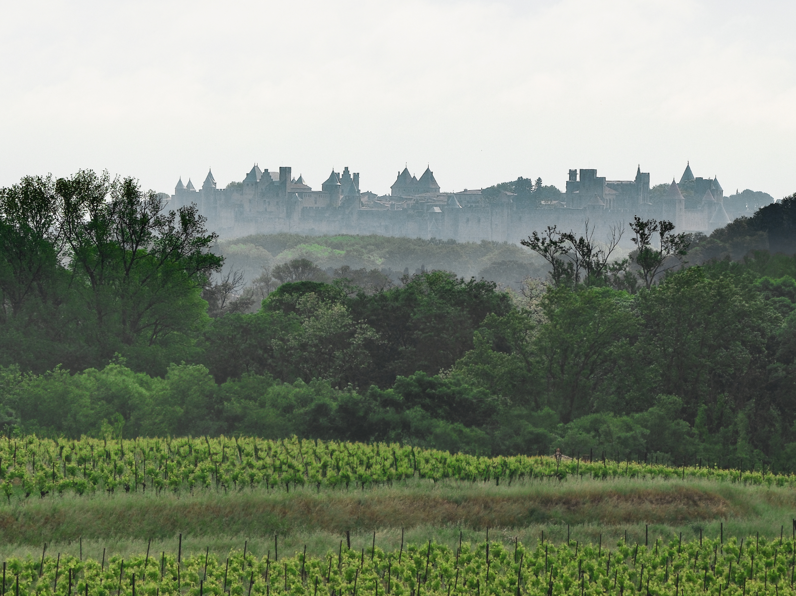 Domaine viticole avec vue sur la Cité de Carcassonne dans l'aude