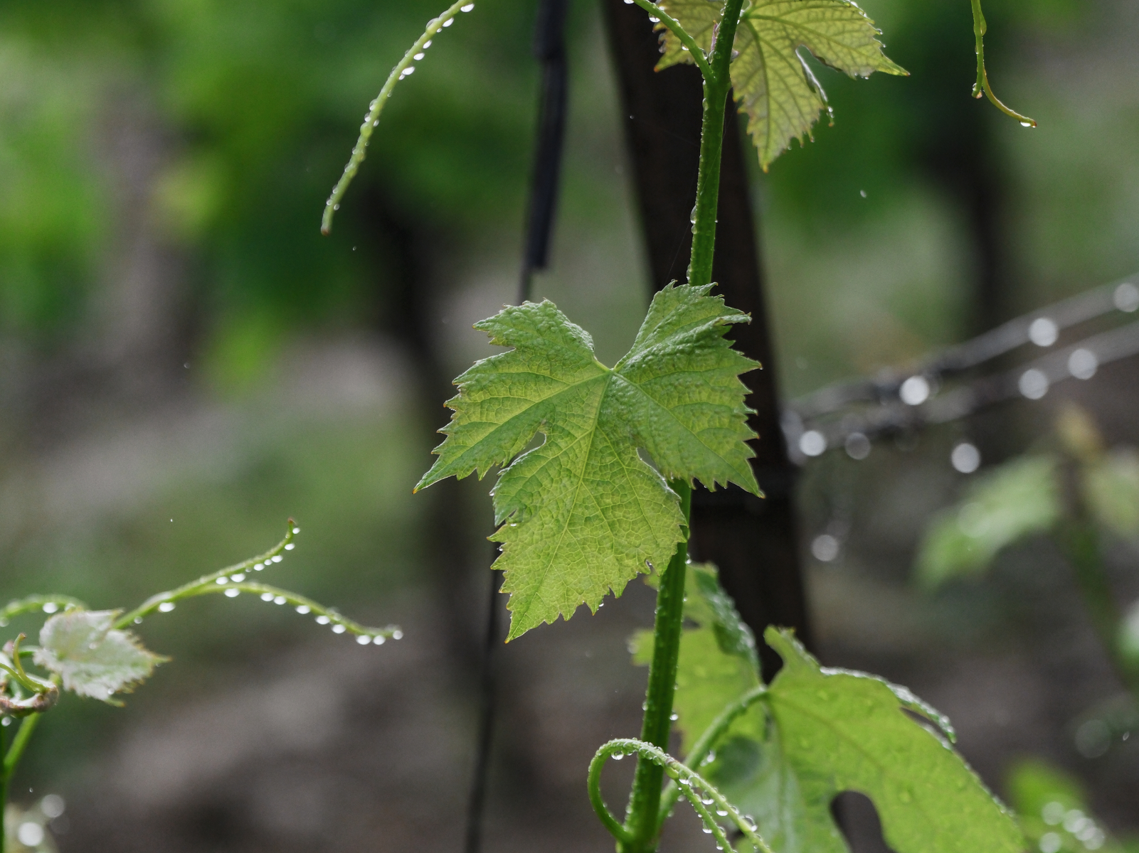 Vignes bio du Domaine de la Sapinière à Carcassonne